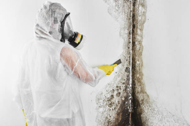 Best Toxic Mold Removal  in Pooler, GA