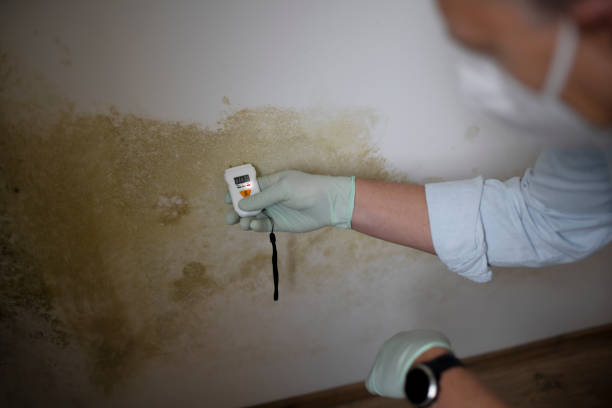 Best Mold Remediation Experts  in Pooler, GA