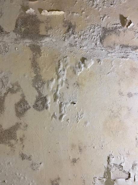Best Office Mold Removal Services  in Pooler, GA