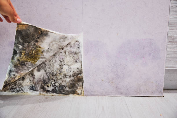 Best Best Mold Removal Companies  in Pooler, GA